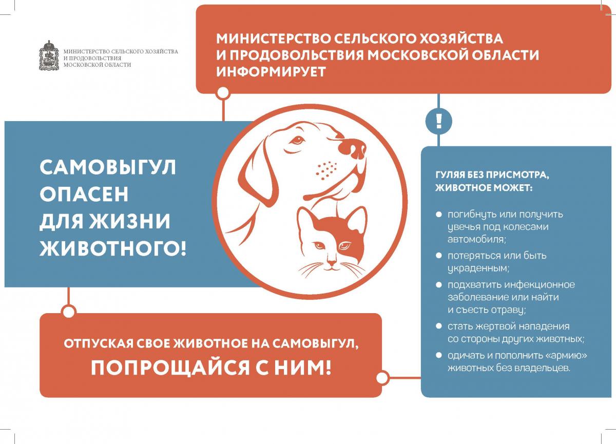 Полномочия в области обращения с животными | Администрация городского  округа Люберцы Московской области